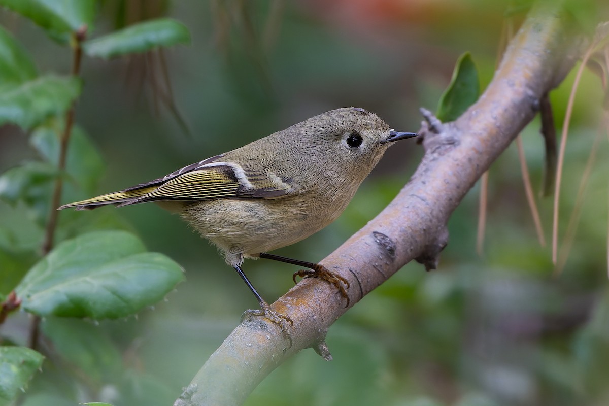 Рубиноголовый королёк - ML645144422