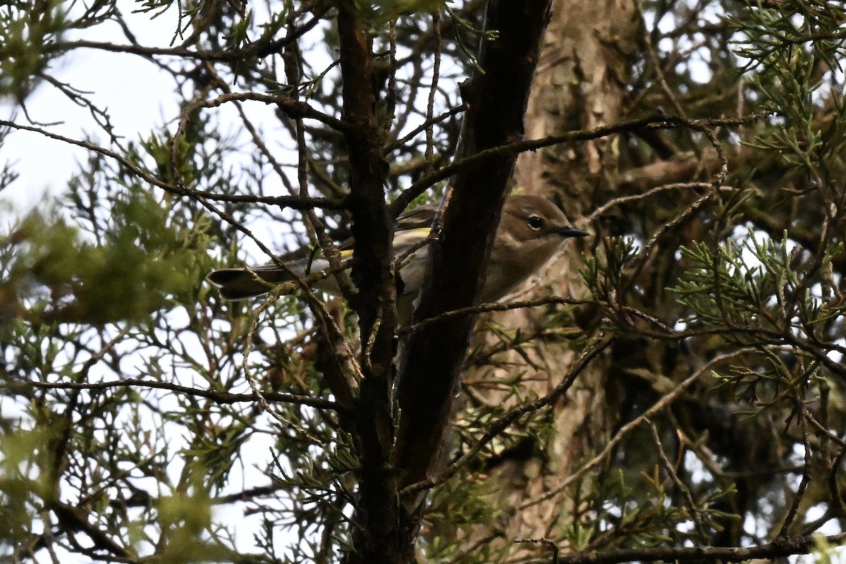 Yellow-rumped Warbler - ML645144425