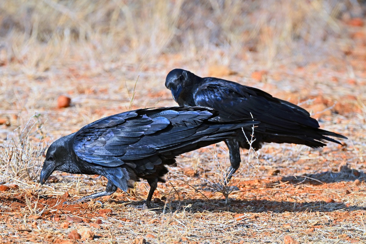 Kısa Kuyruklu Kuzgun - ML645144427