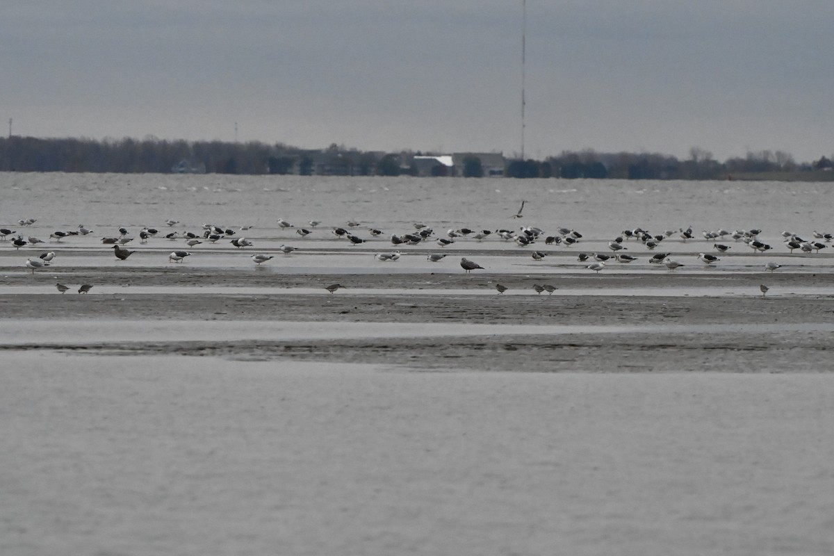 Chorlito Gris - ML645144428