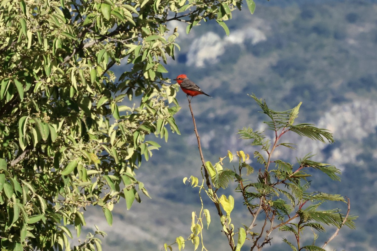 Vermilion Flycatcher - ML645144446