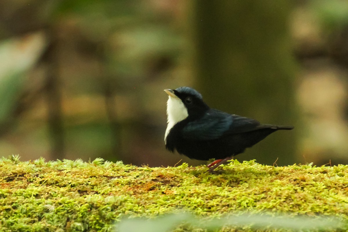 Манакін-бородань бразильський - ML645144453