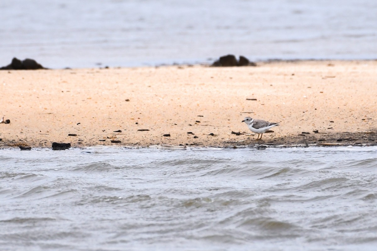 Piping Plover - ML645144461