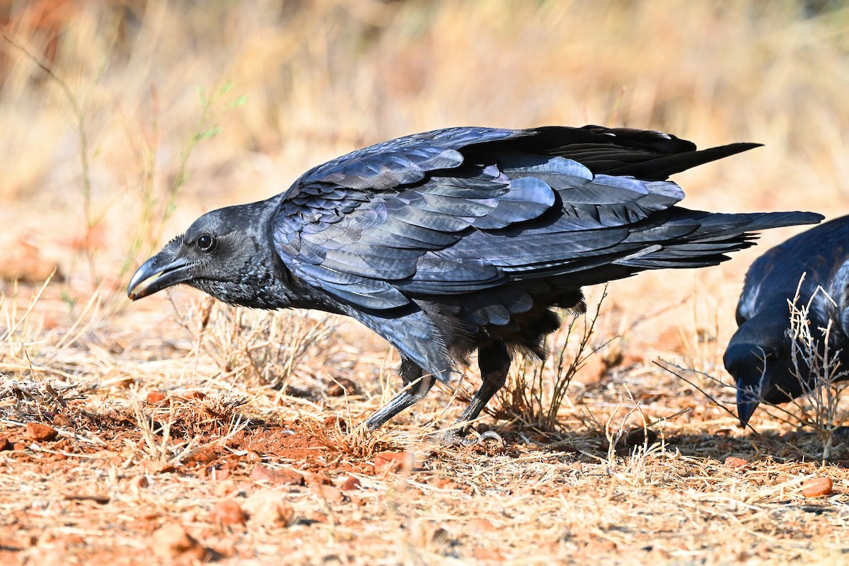 Kısa Kuyruklu Kuzgun - ML645144463