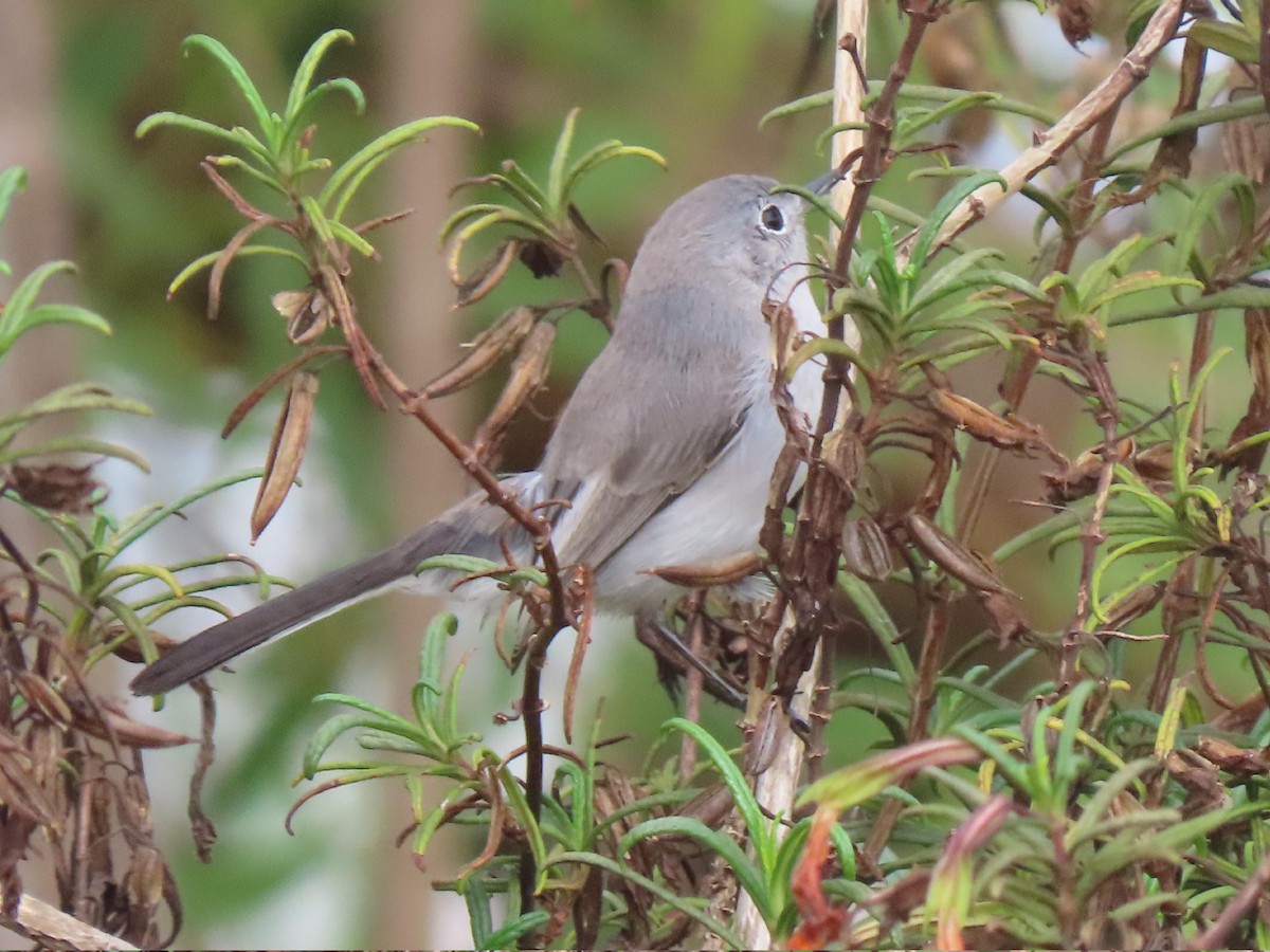 Голубая комароловка - ML645144466