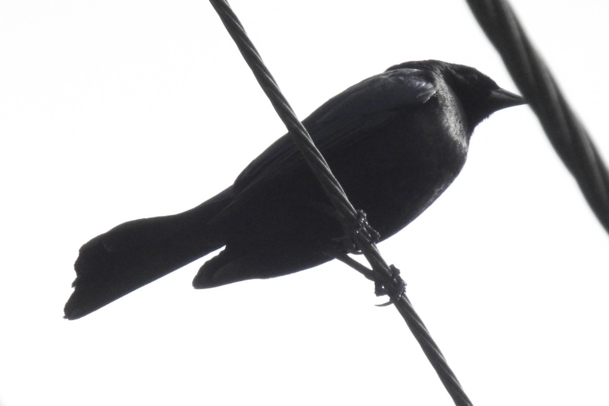 Shiny Cowbird - ML645144467