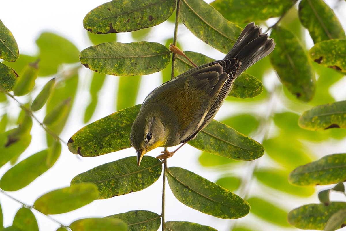 Очковая древесница - ML645144471