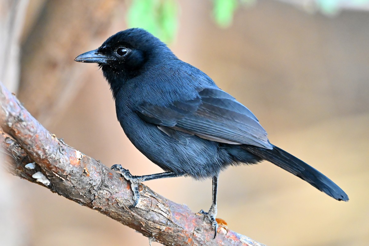 Slate-colored Boubou - ML645144475