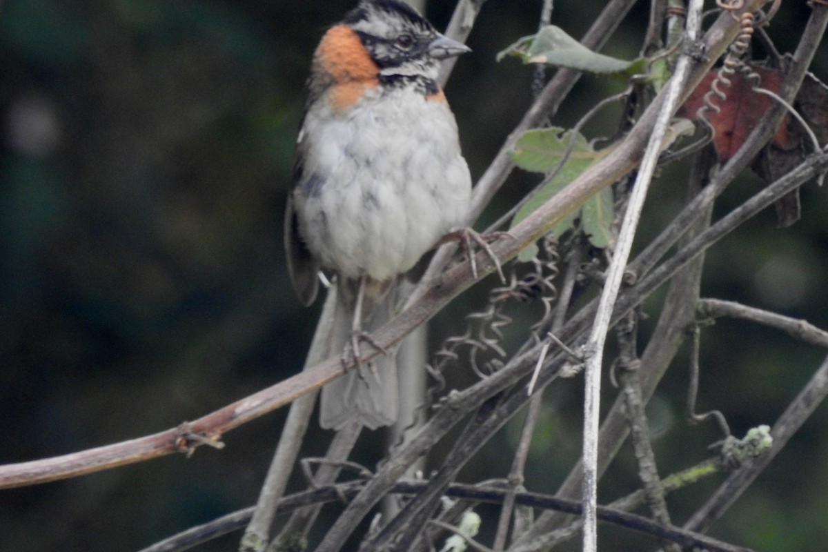 Rufous-collared Sparrow - ML645144501