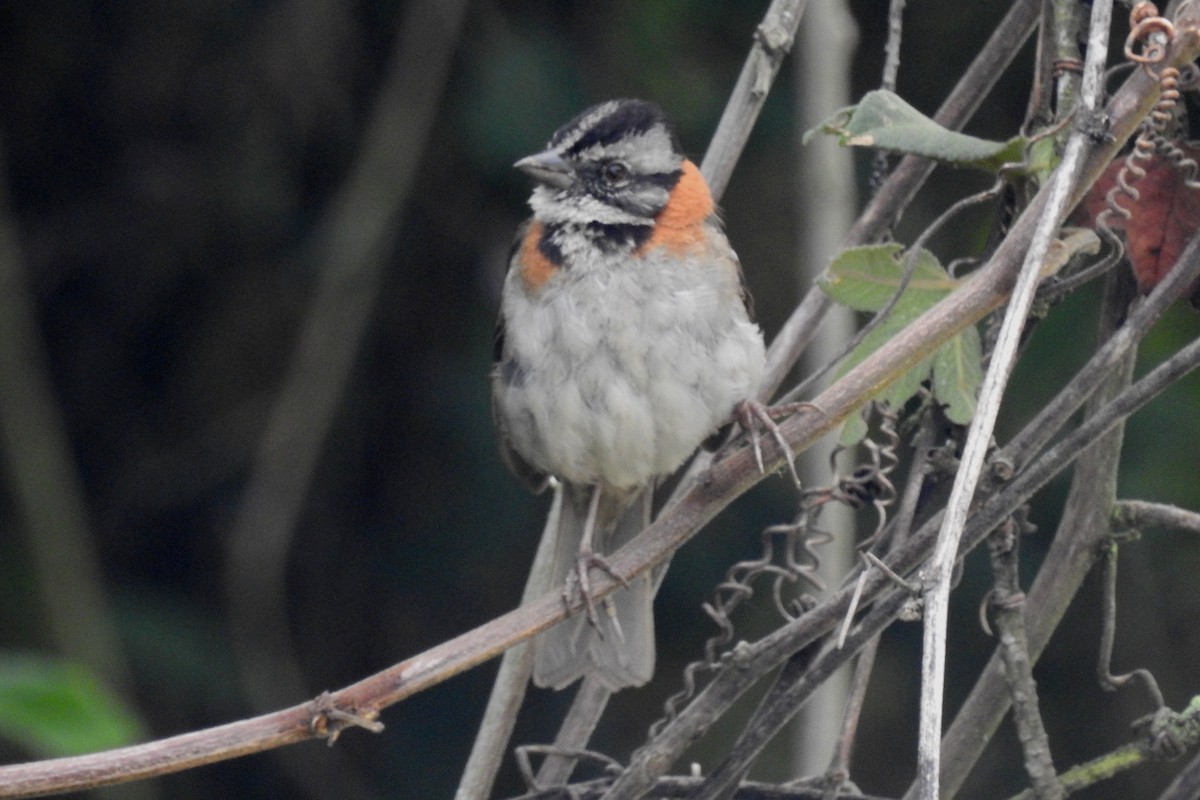 Rufous-collared Sparrow - ML645144502