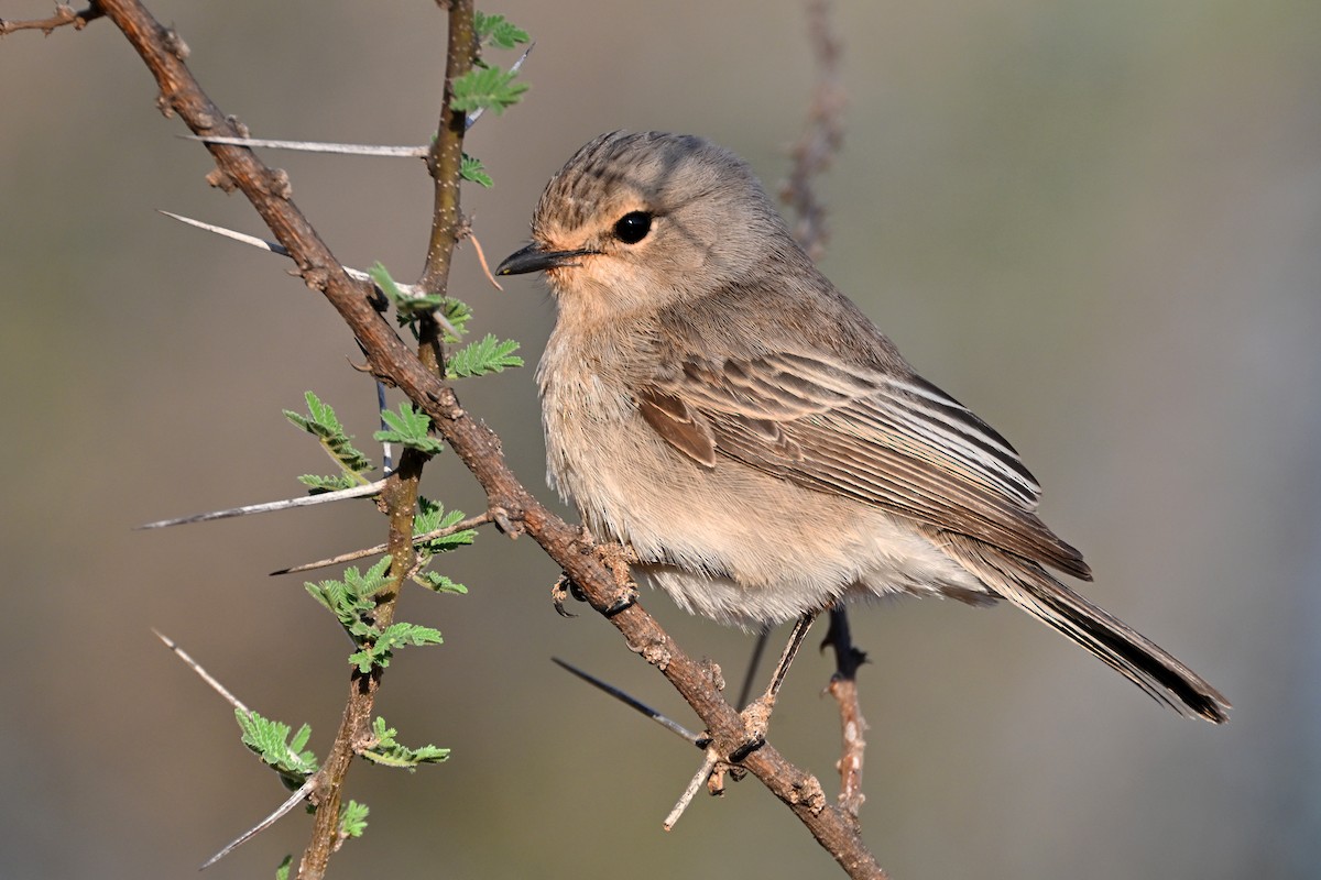 African Gray Flycatcher - ML645144503