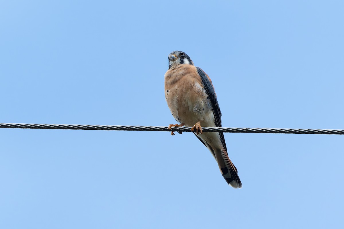 בז אמריקני - ML645144533