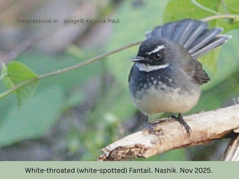 Spot-breasted Fantail - ML645144540