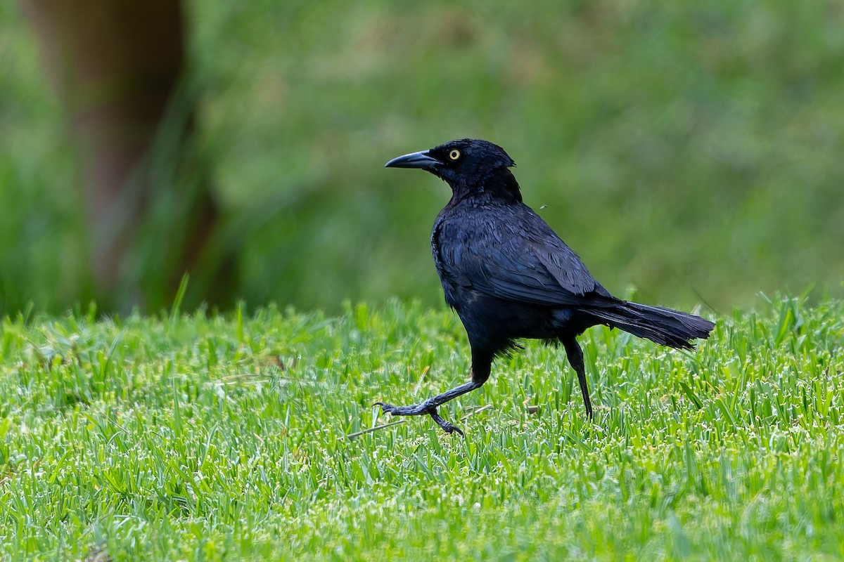 Карибский гракл - ML645144543