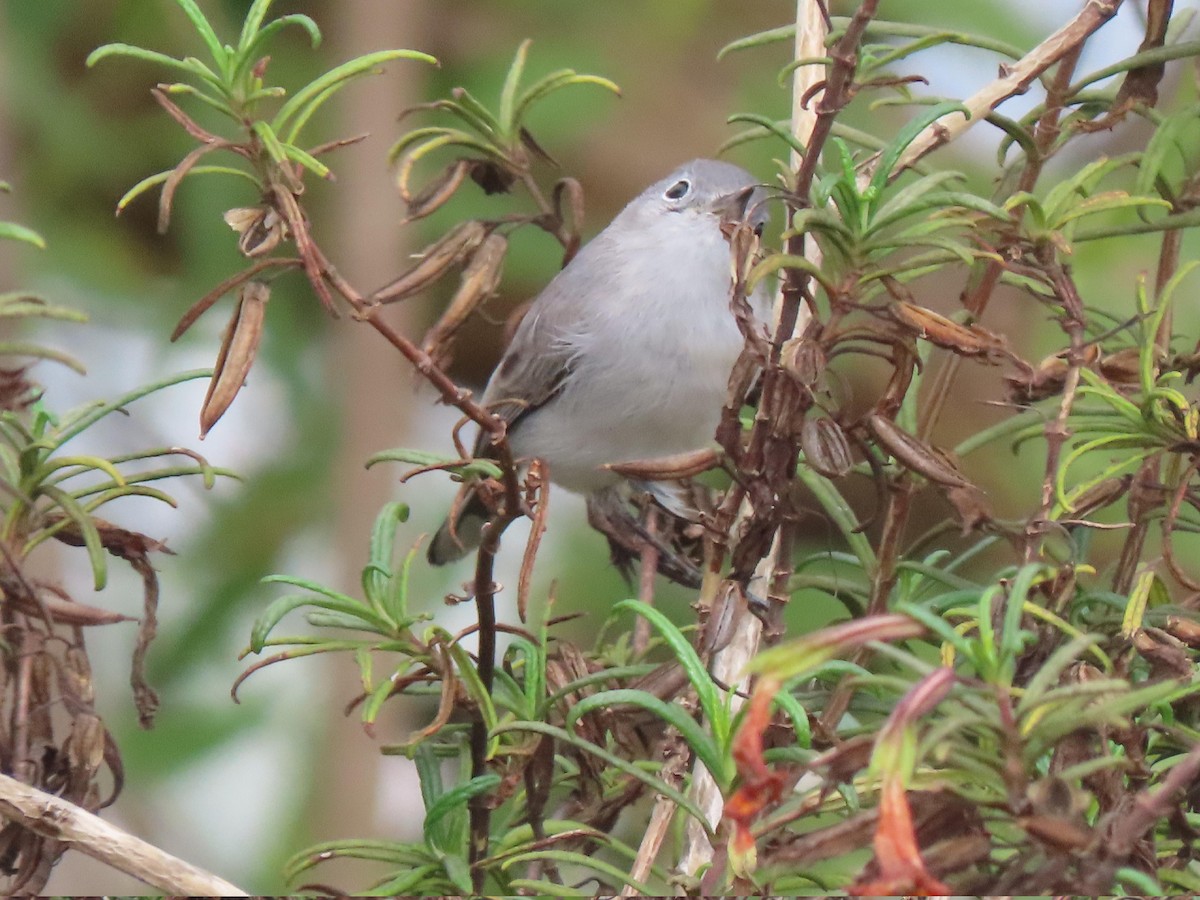 Голубая комароловка - ML645144553