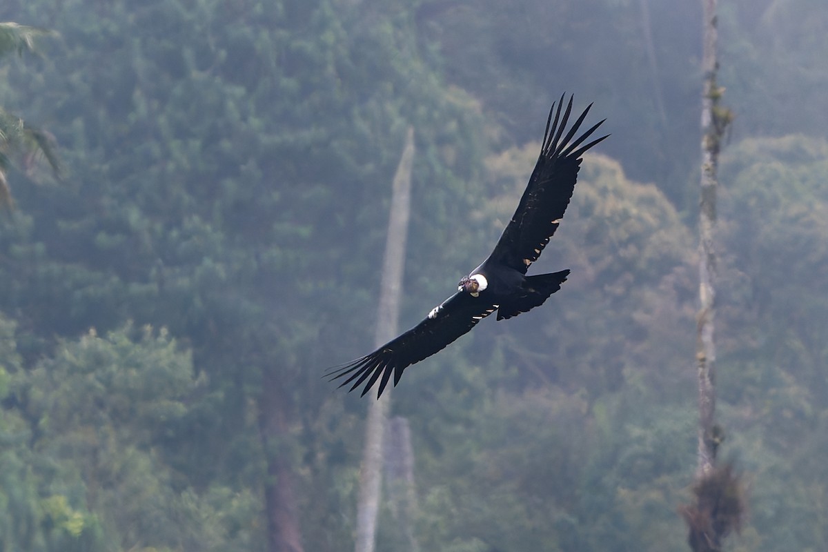 Андский кондор - ML645144554