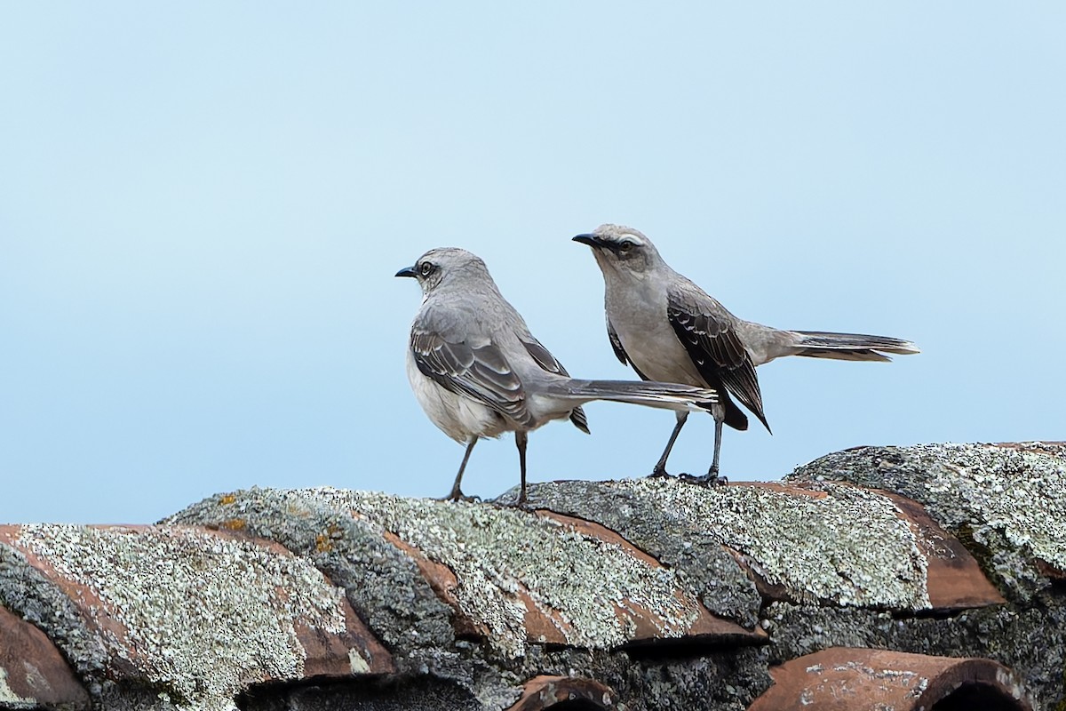Тропический пересмешник - ML645144560