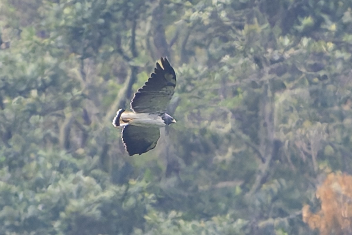 Белохвостая агуйя - ML645144562