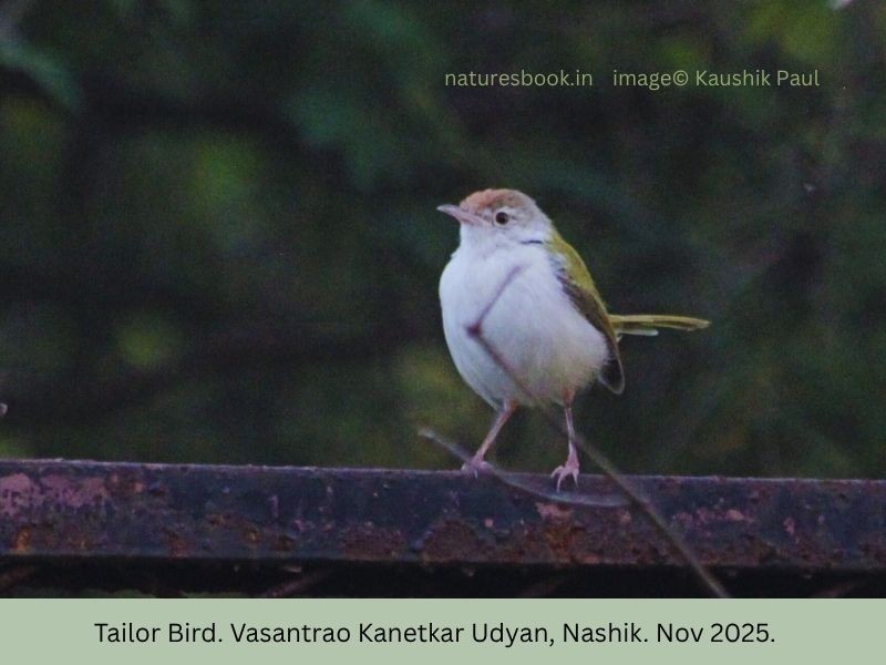 langstjertskredderfugl - ML645144572