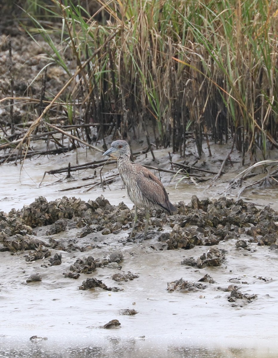 Sarı Tepeli Gece Balıkçılı - ML645144581
