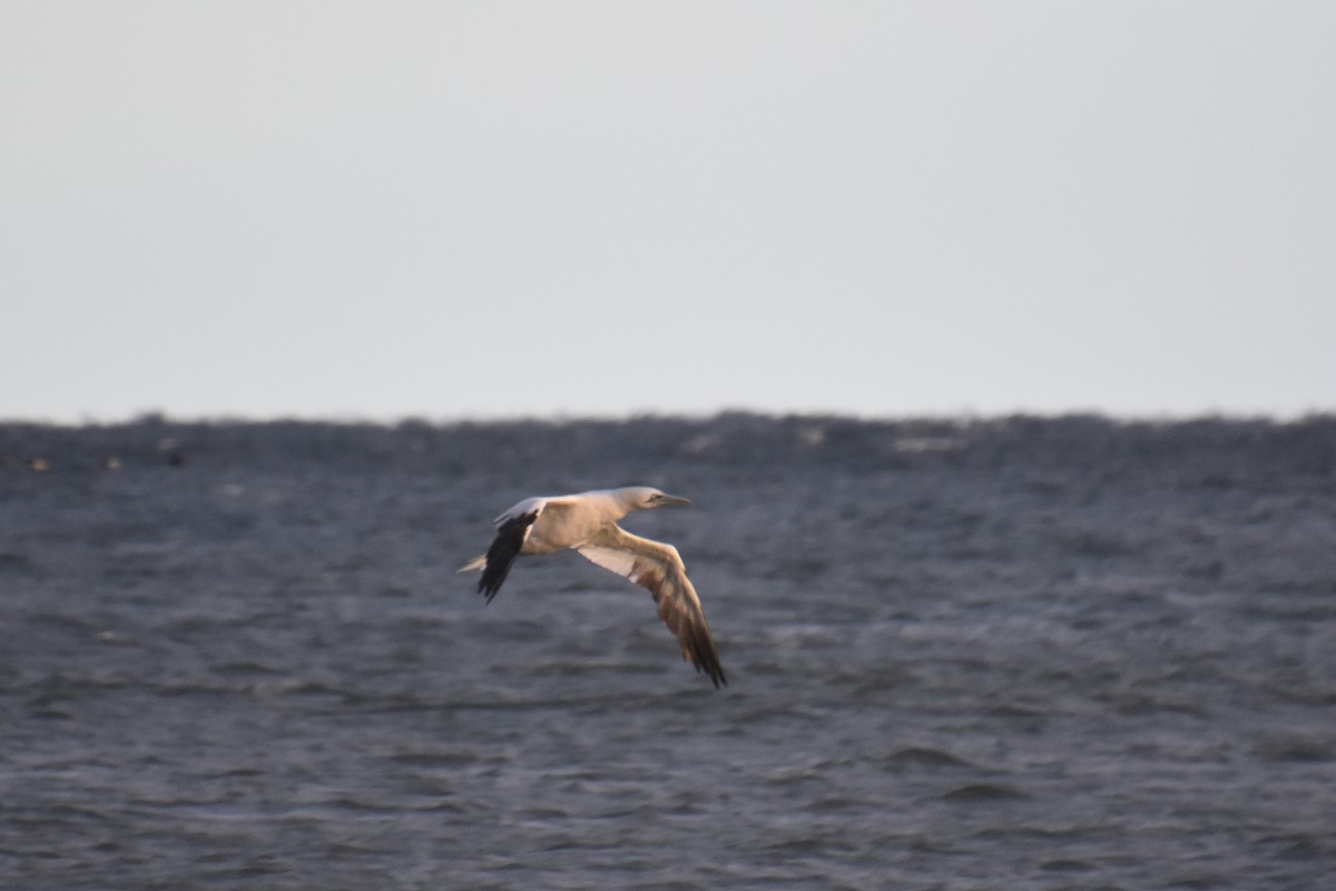 סולה מצויה - ML645144591