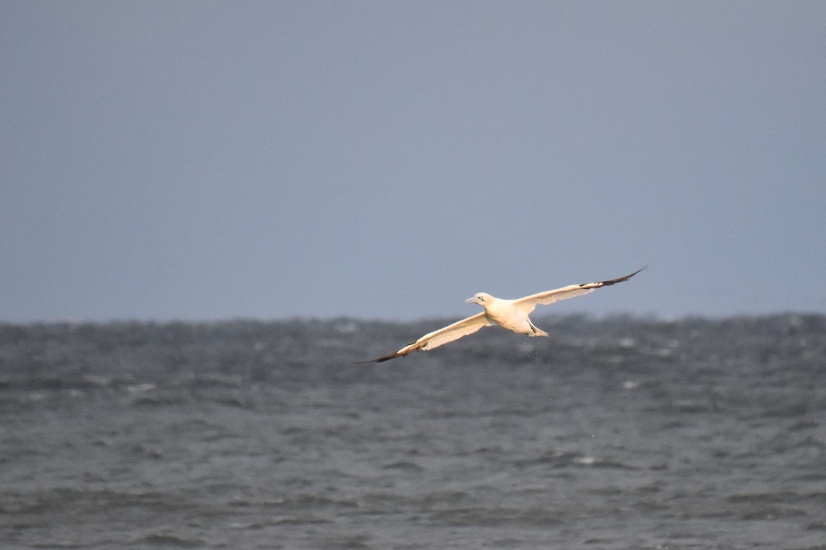 סולה מצויה - ML645144592