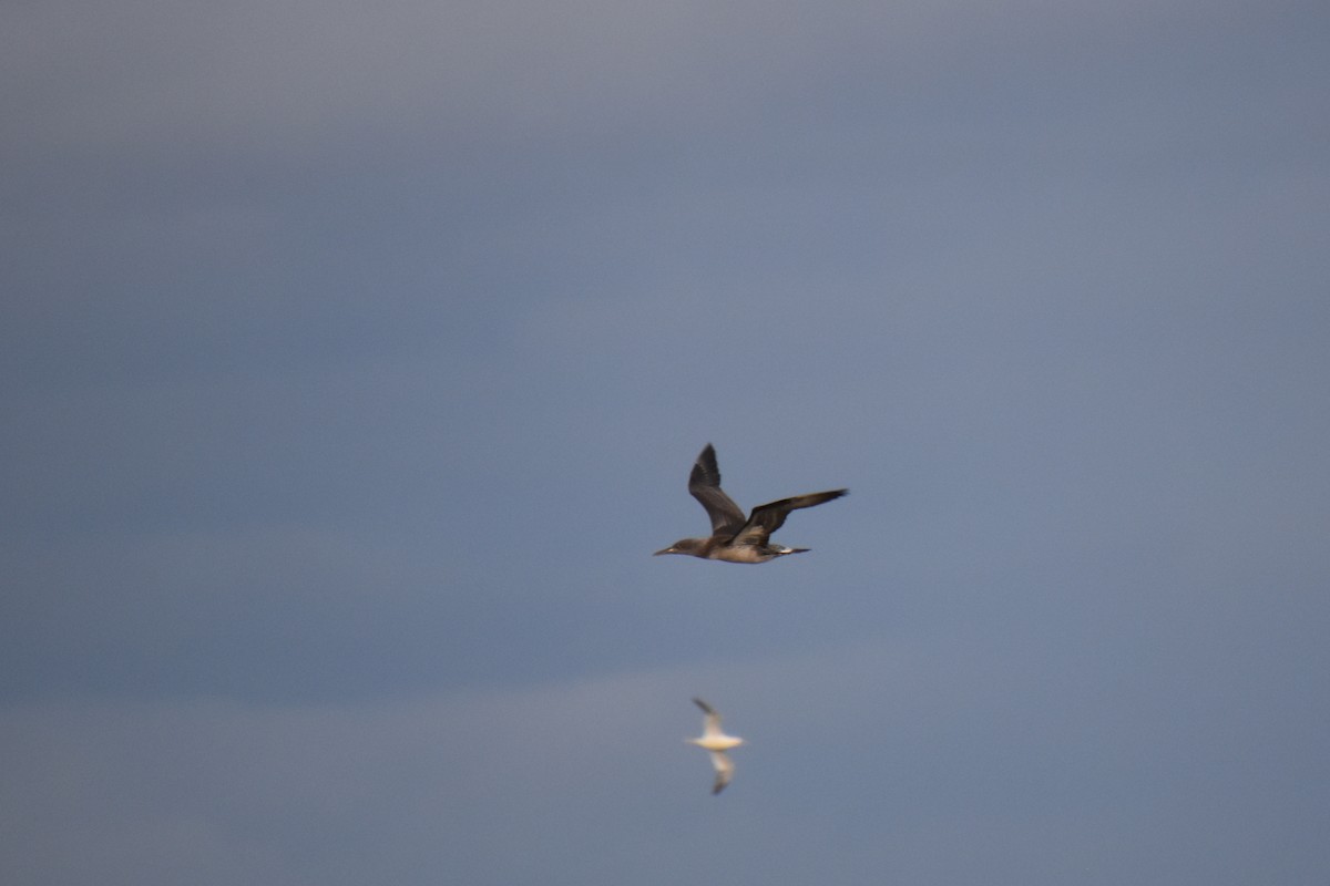 סולה מצויה - ML645144593