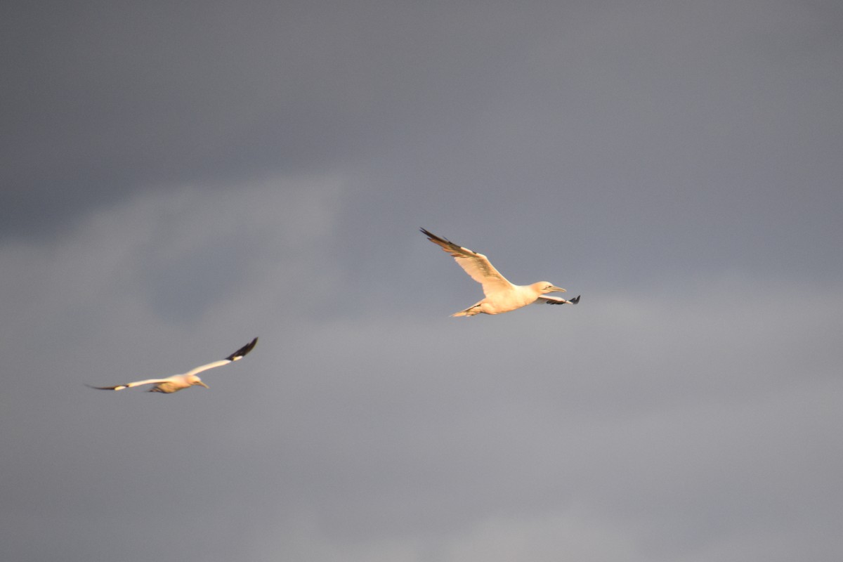 סולה מצויה - ML645144595
