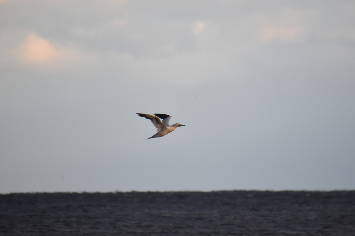 סולה מצויה - ML645144596