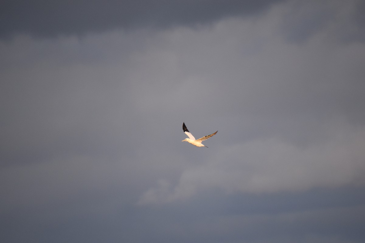 סולה מצויה - ML645144597