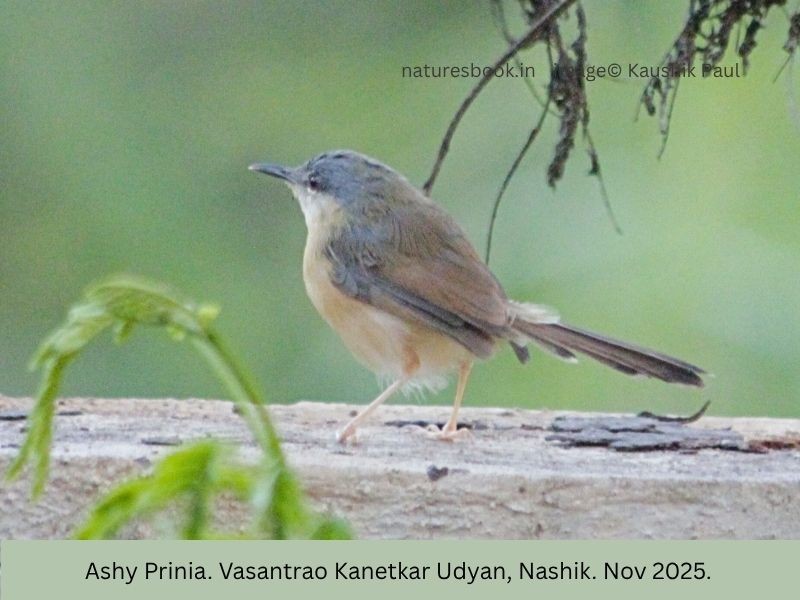 Ashy Prinia - ML645144602
