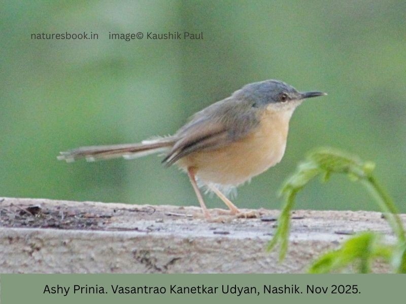 Ashy Prinia - ML645144603