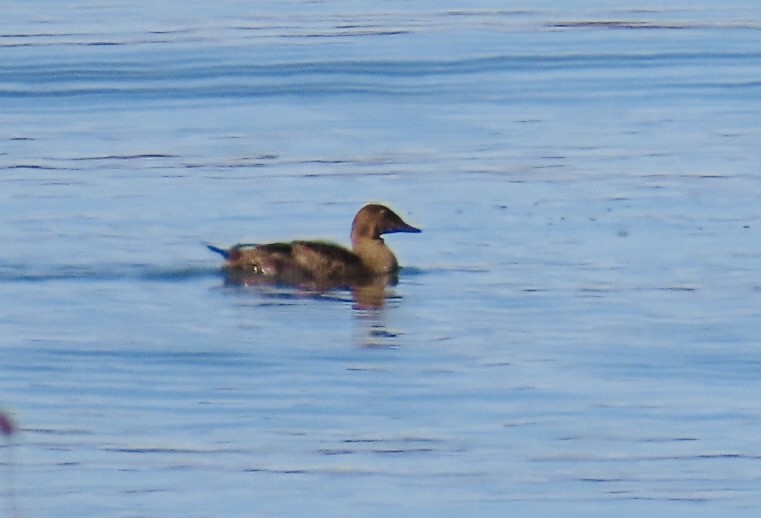 King Eider - ML645144604