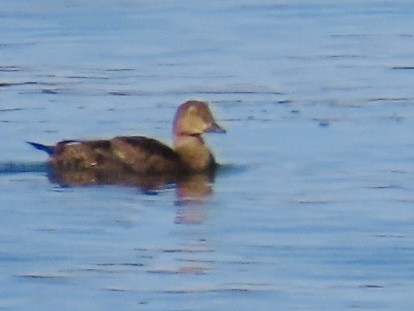 King Eider - ML645144605