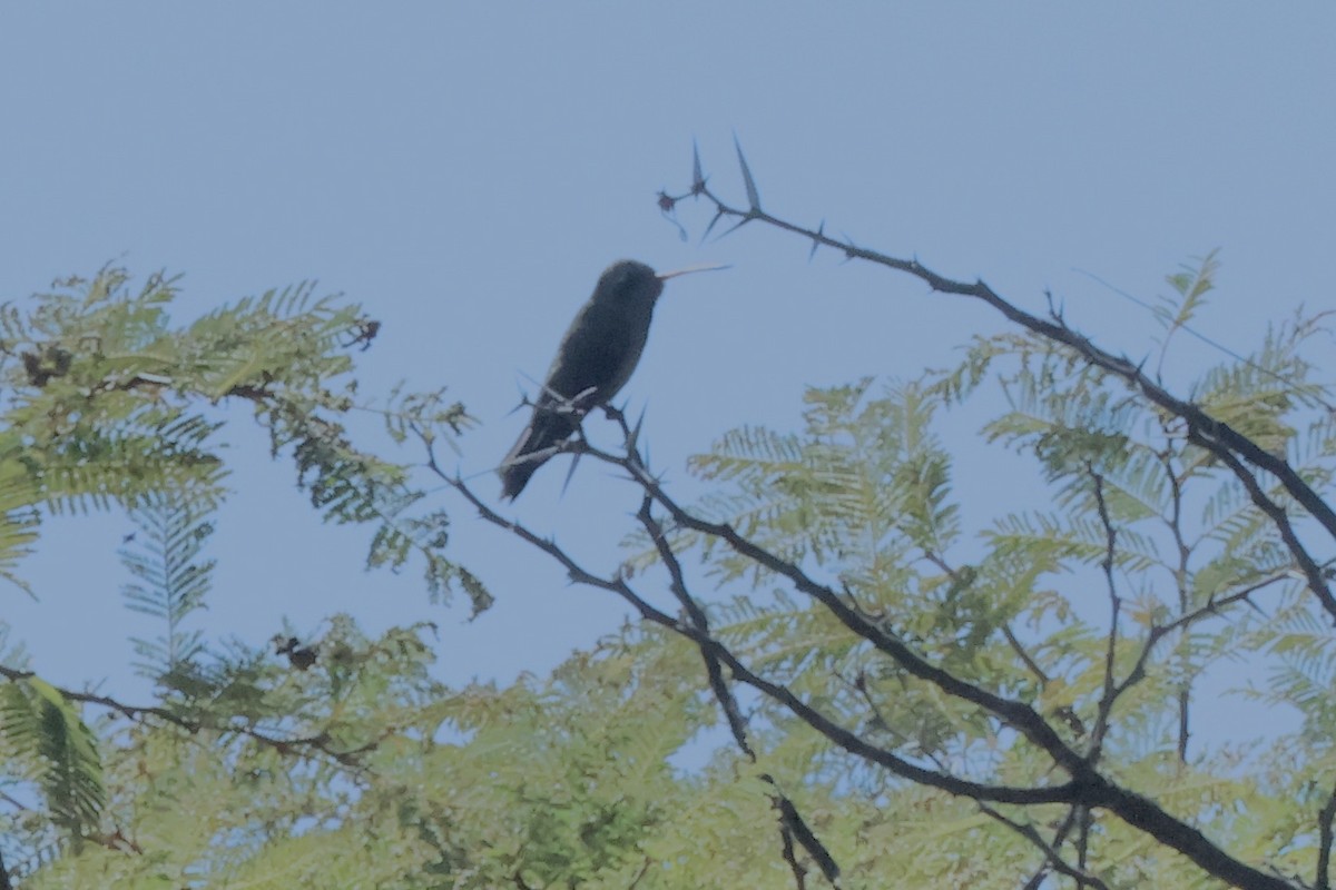 Dusky Hummingbird - ML645144606