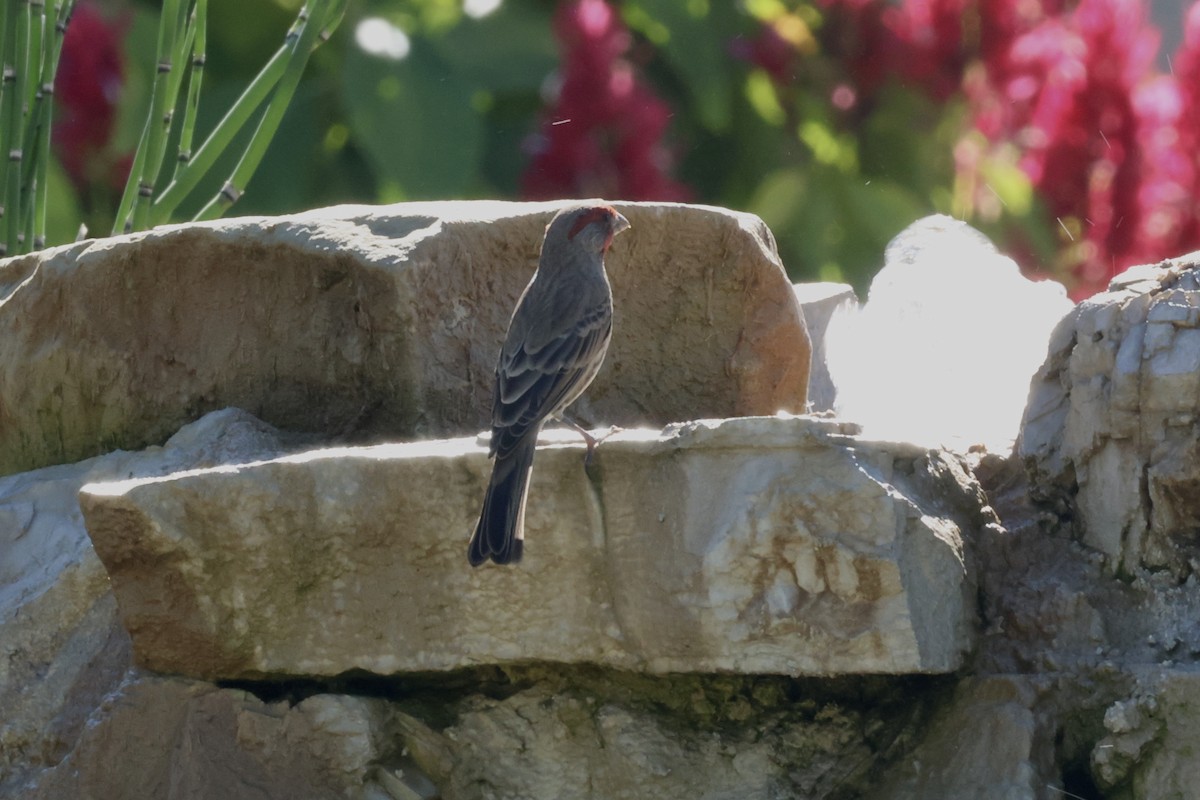 House Finch - ML645144609