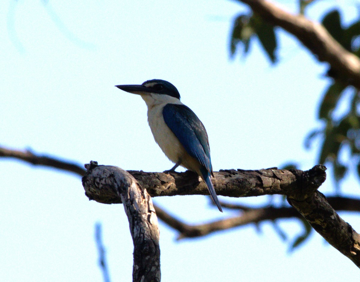 Forest Kingfisher - ML645144613
