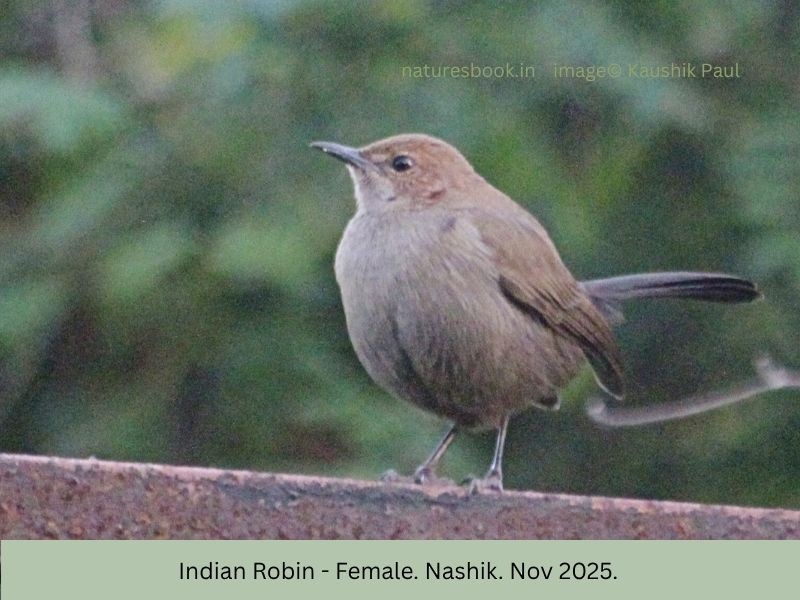 Indian Robin - ML645144627