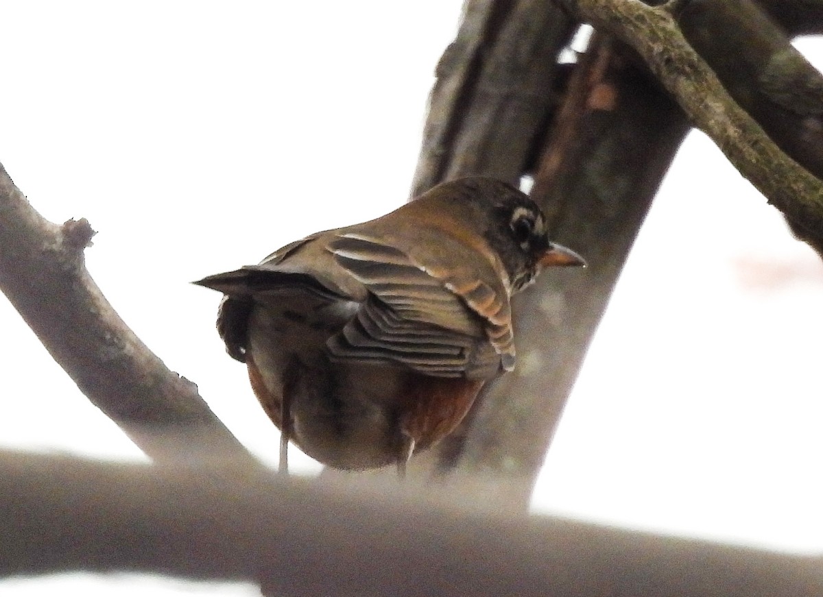 American Robin - ML645144631