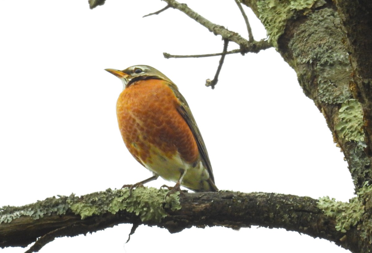 American Robin - ML645144632