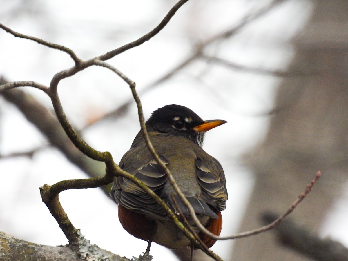 American Robin - ML645144633