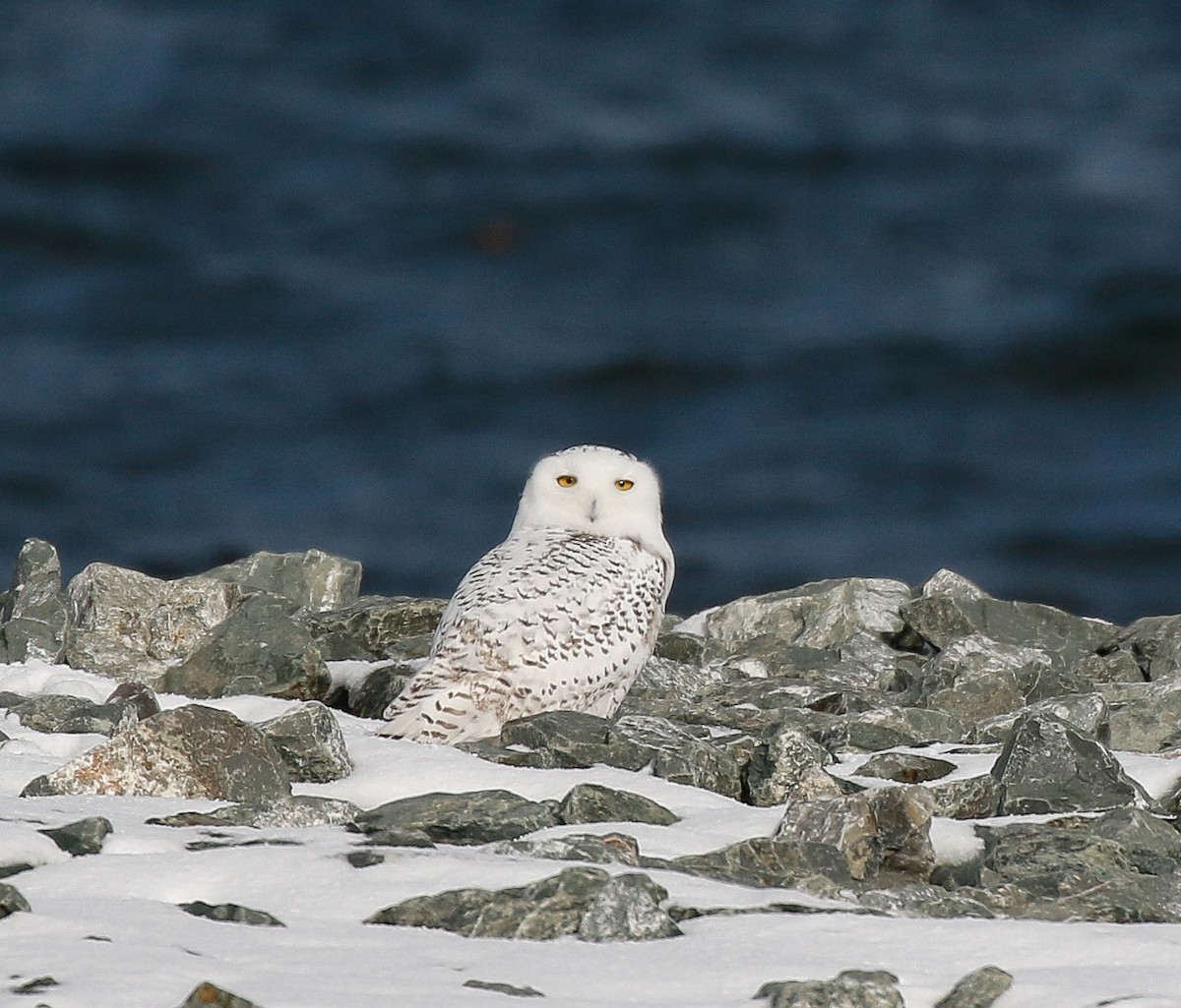 Snowy Owl - ML645144636
