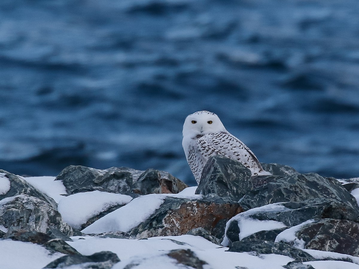 Snowy Owl - ML645144637
