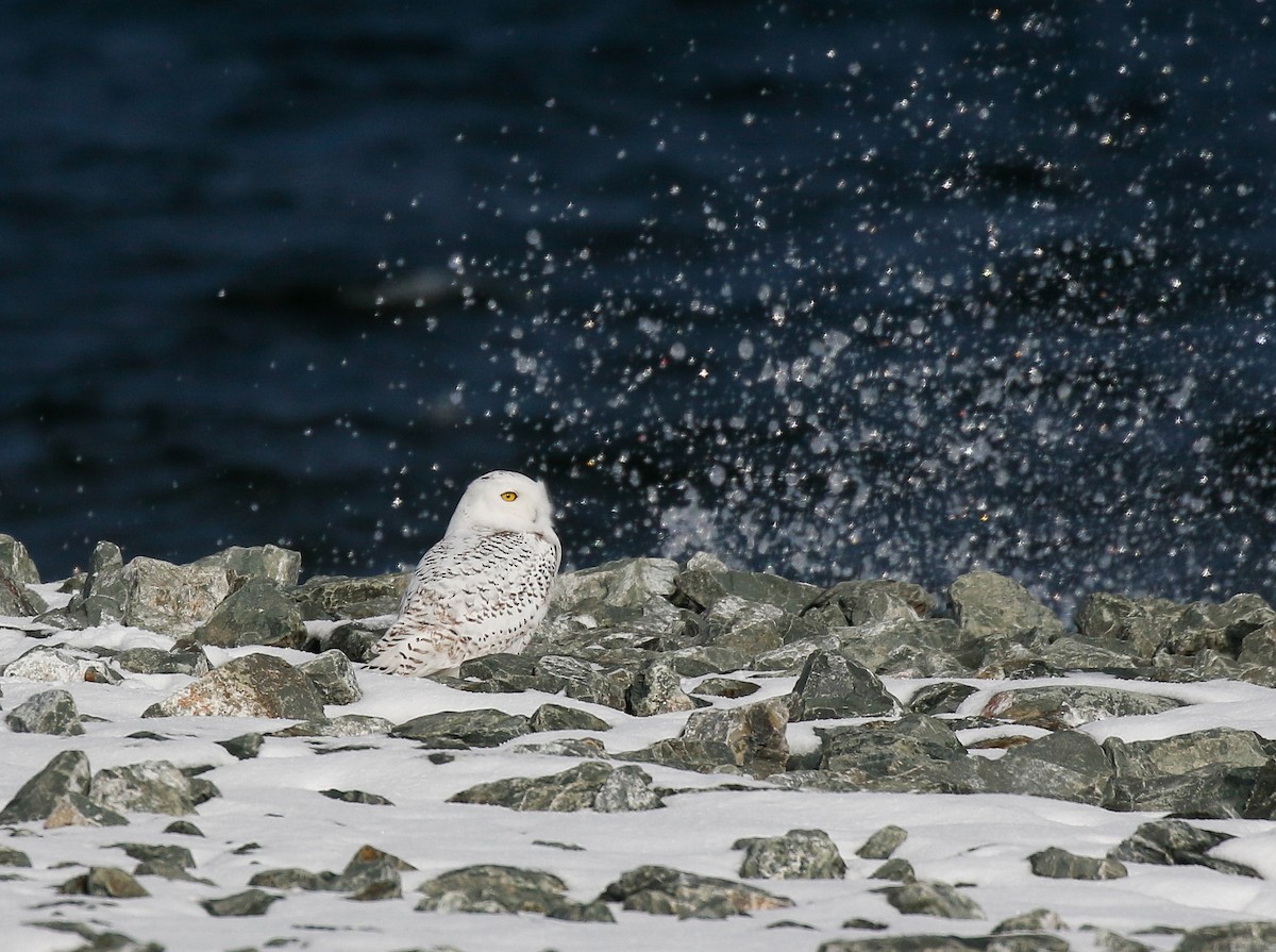 Snowy Owl - ML645144638