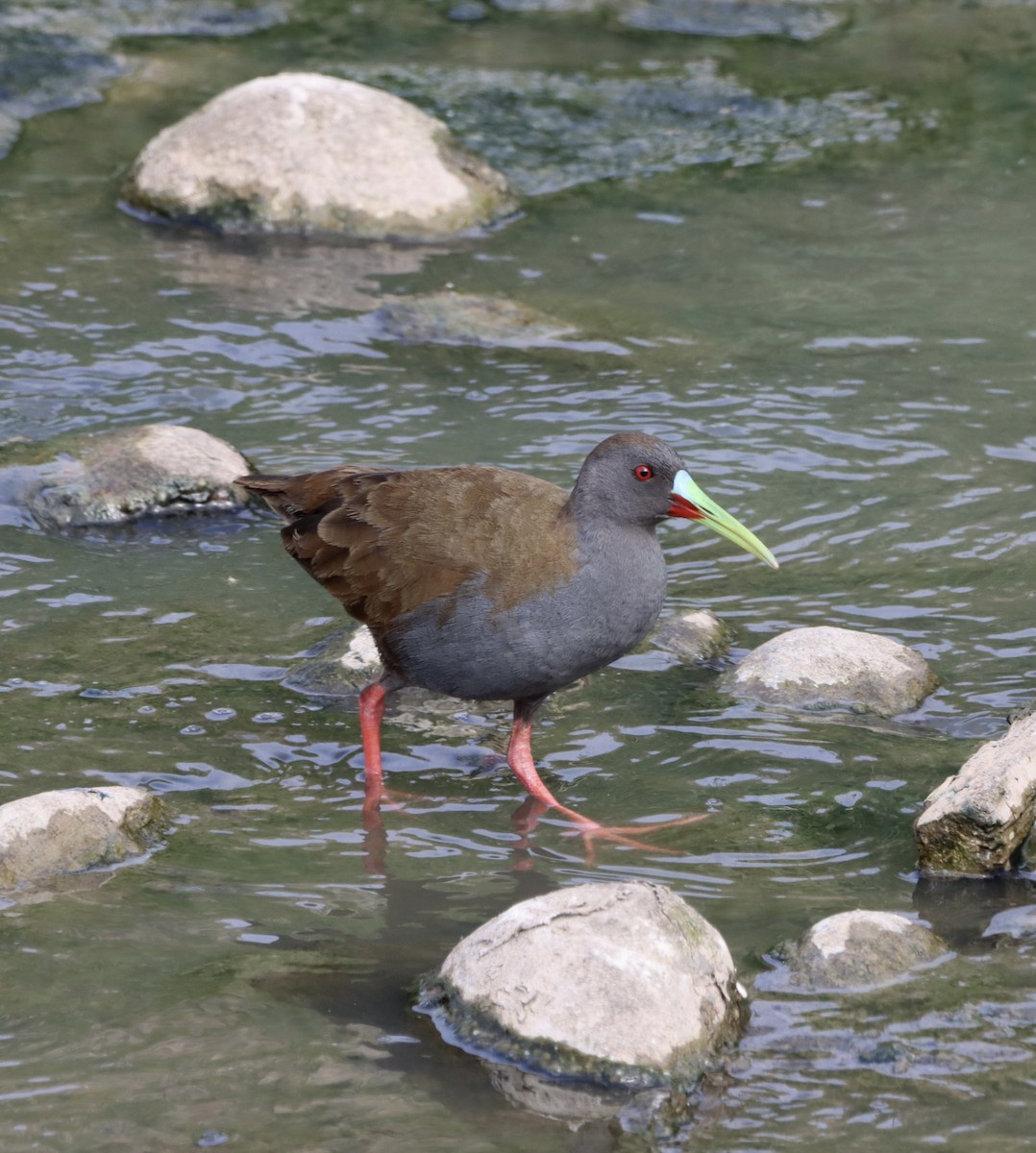 Kurşuni Sukılavuzu - ML645144656