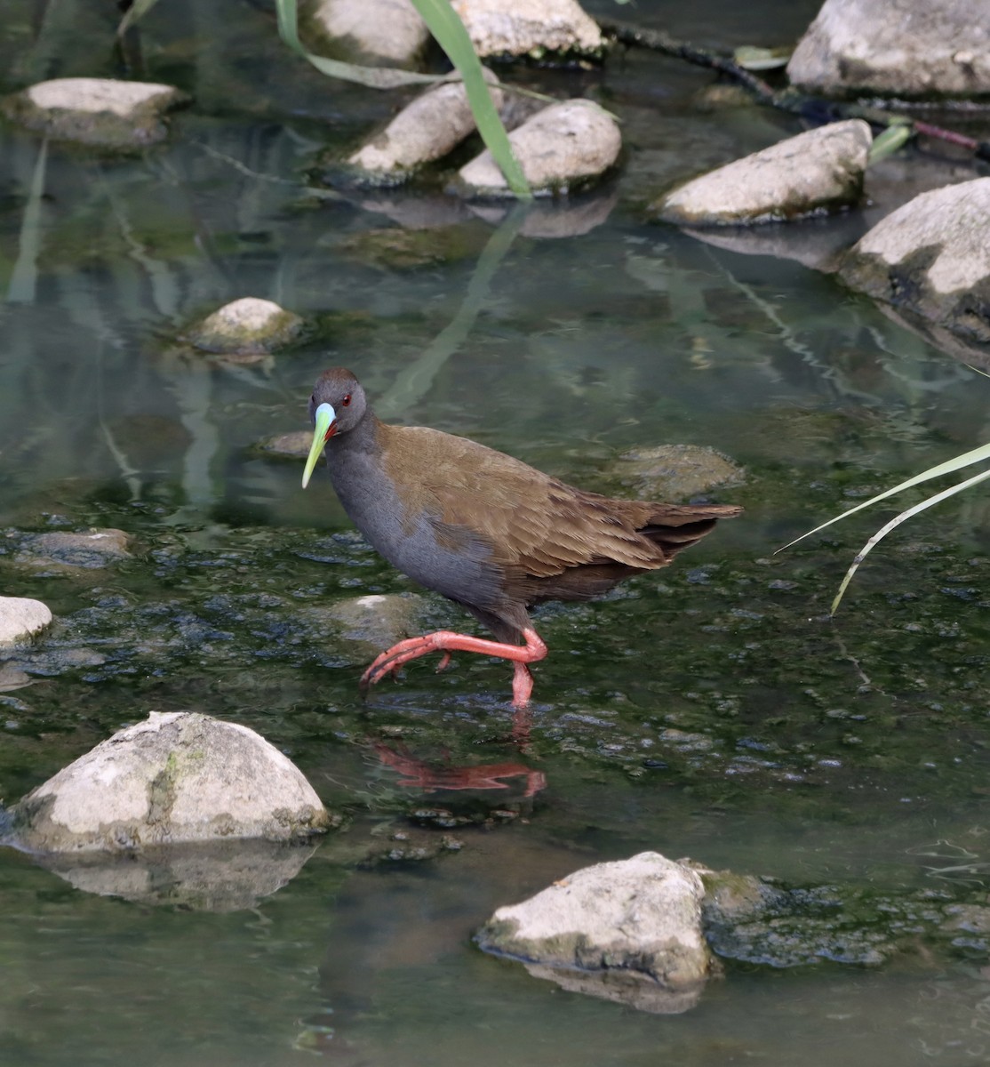 Kurşuni Sukılavuzu - ML645144657