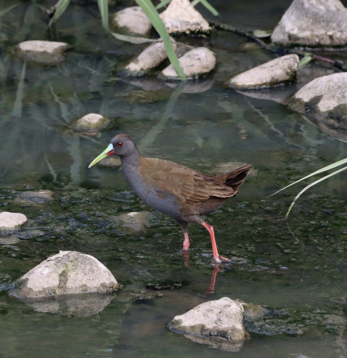 Kurşuni Sukılavuzu - ML645144658