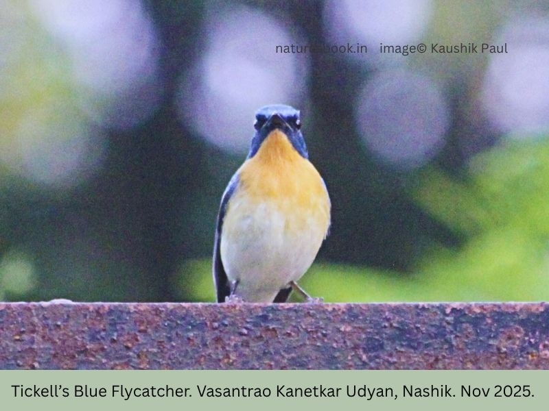 Tickell's Blue Flycatcher - ML645144676