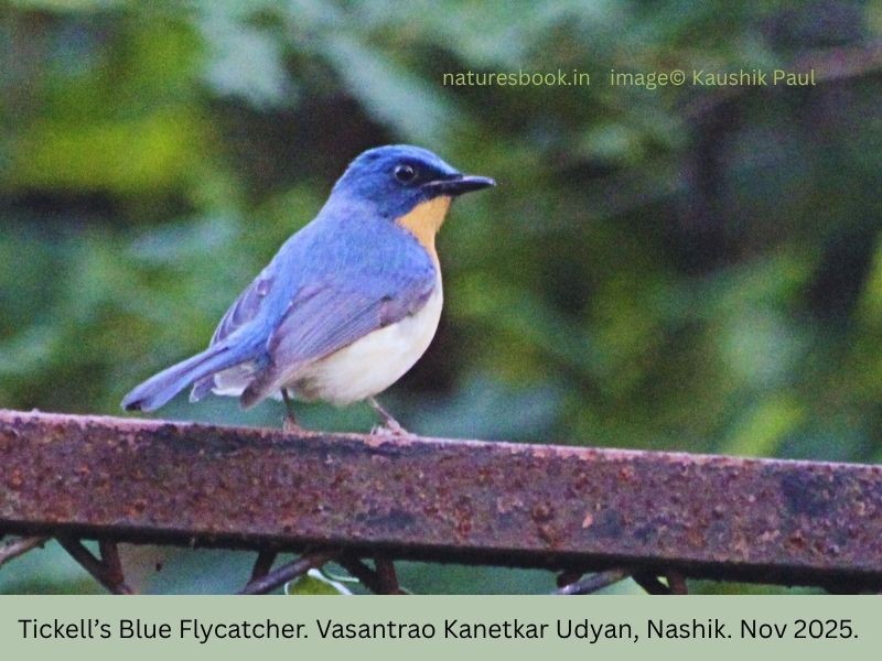 Tickell's Blue Flycatcher - ML645144678