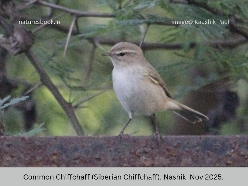 Common Chiffchaff - ML645144696
